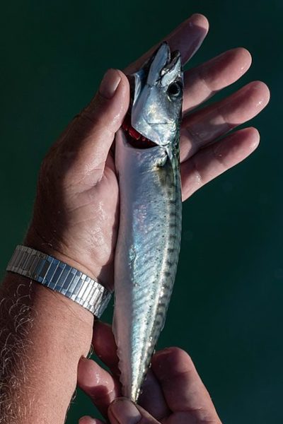 Catch Mackerel in Destin Florida