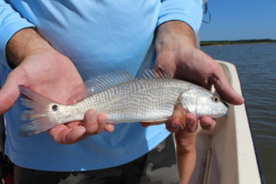 Complete Guide to Redfish Fishing in Orange Beach, Alabama