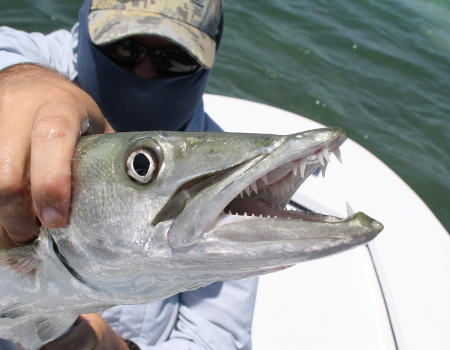 Destin Barracuda Fishing Charter